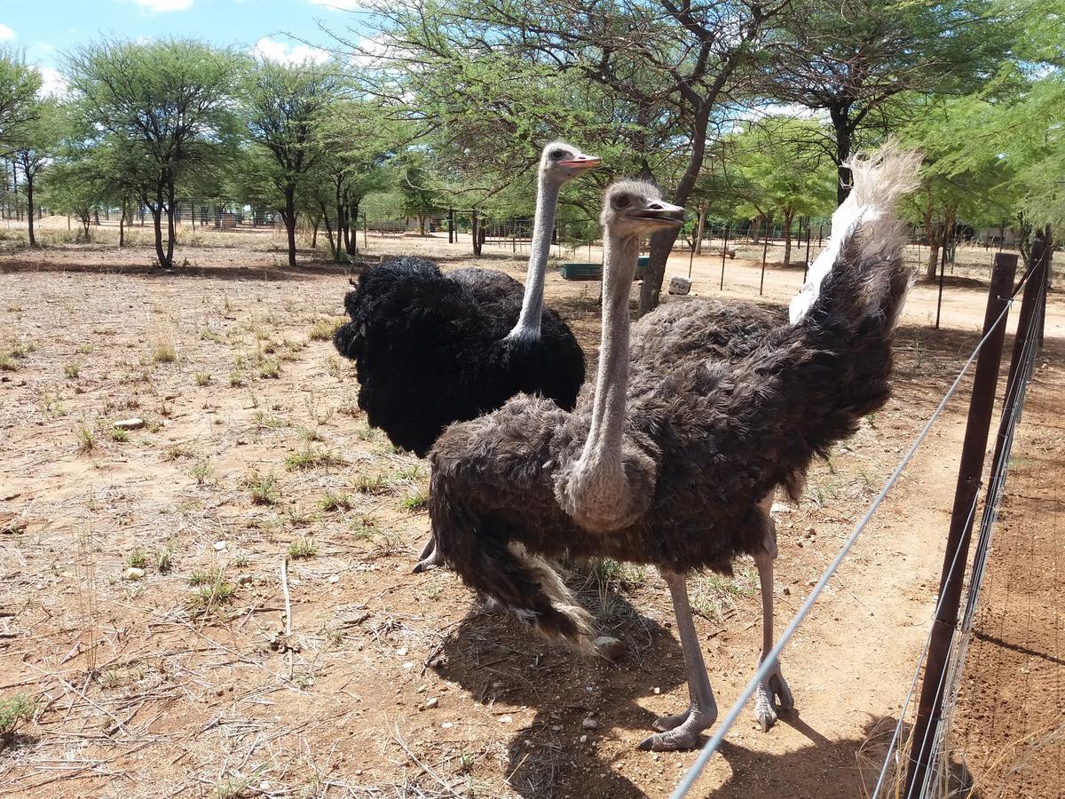 Lion'S Den Guesthouse Otjiwarongo Ngoại thất bức ảnh